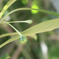 Iochroma arborescens (L.) J.M.H.Shaw